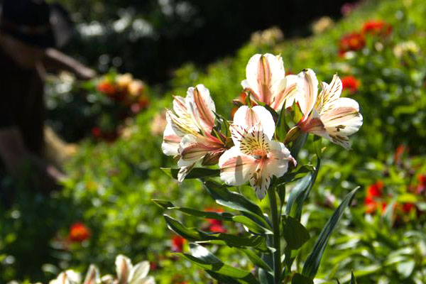 Casa de las Flores en Galipan